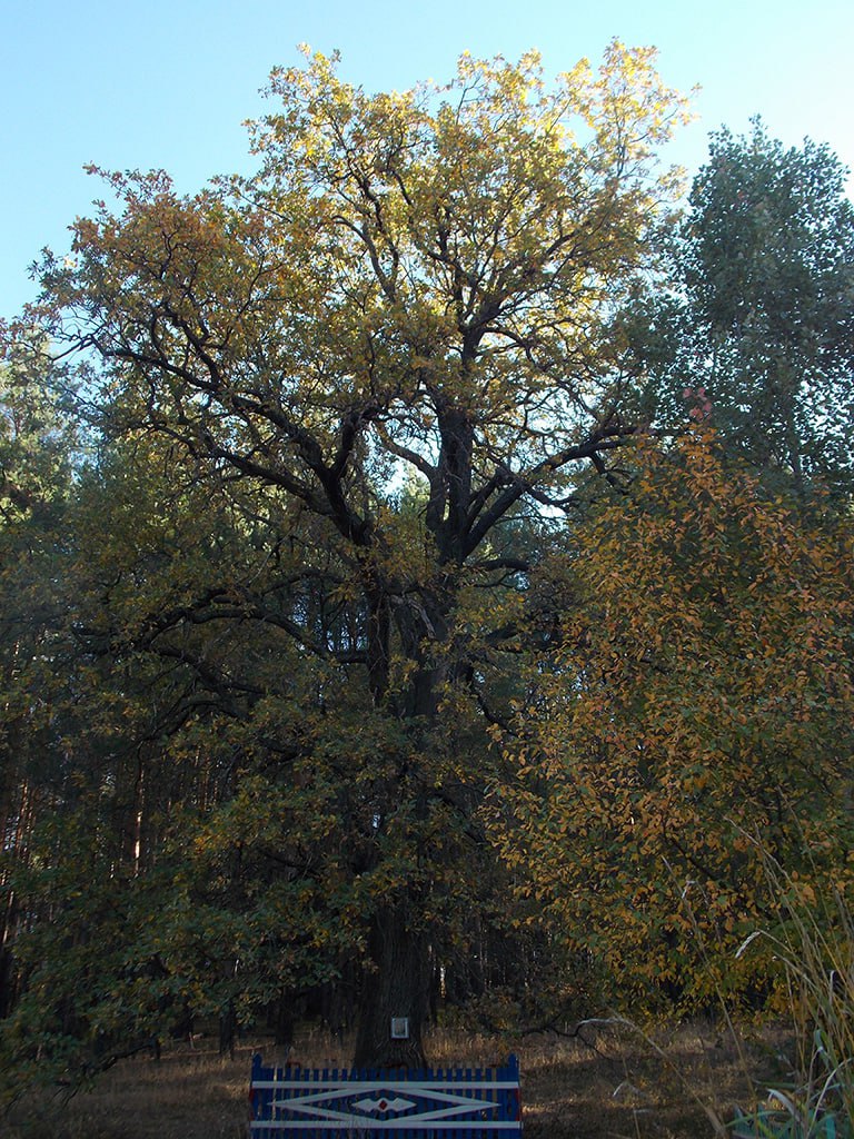 Пичеурский дуб снова претендует на звание Российского дерева года