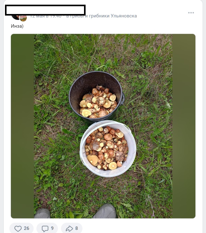 Ульяновцы режут маслята ведрами и хвалятся фотографиями в соцсетях