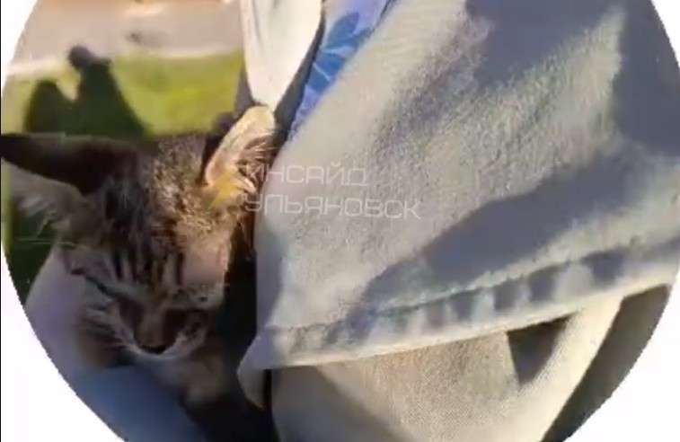 Ослепшего котёнка в Засвияжье спасли от голодной смерти