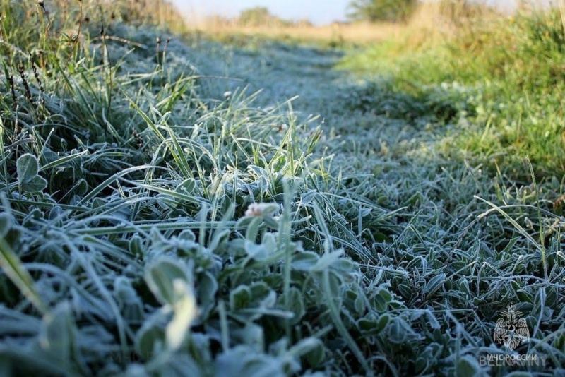 Садоводам приготовиться: ночью в Ульяновске возможны заморозки