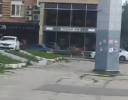 По центру Ульяновска бегает лось