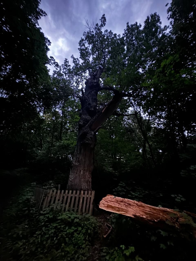 В «Винновской роще» упал самый старый дуб в Ульяновске