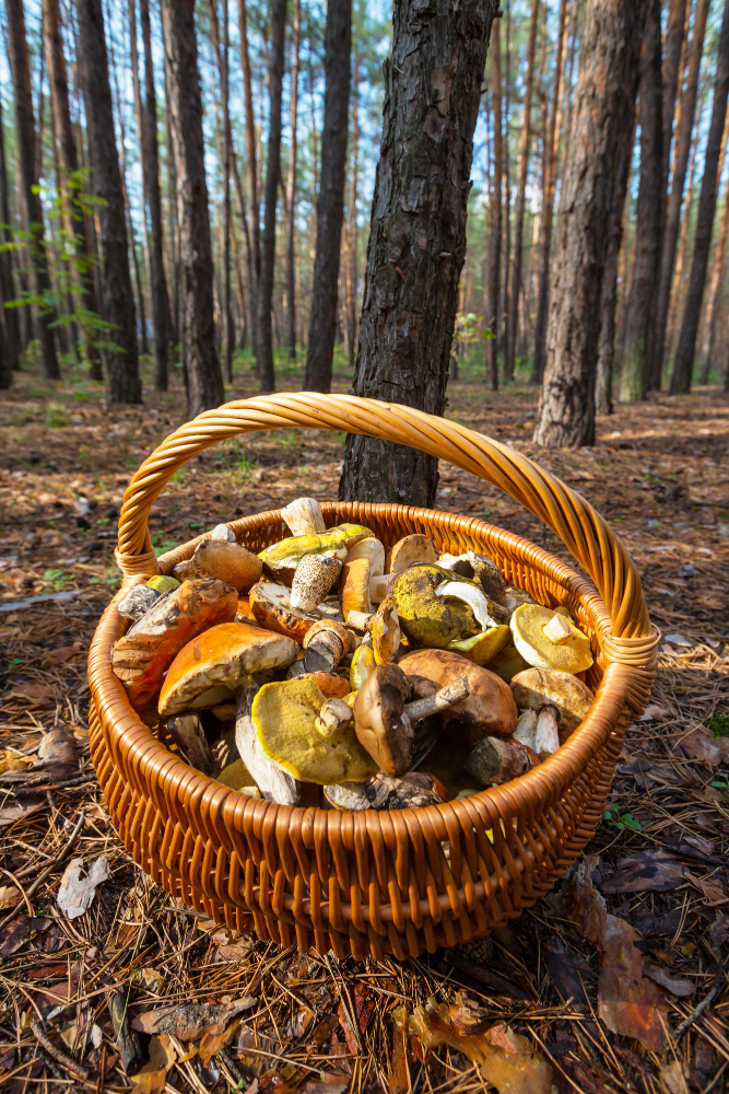 В ульяновских лесах заблудились четверо грибников