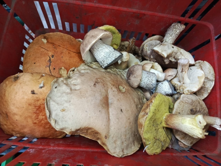 За сутки в ульяновских лесах заблудились четверо грибников
