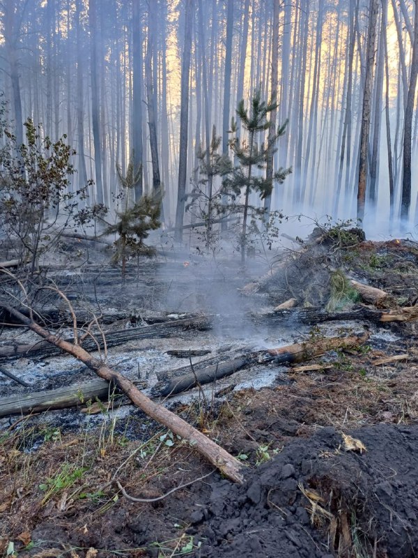 В лесах Ульяновской области сохраняется высокая пожарная опасность