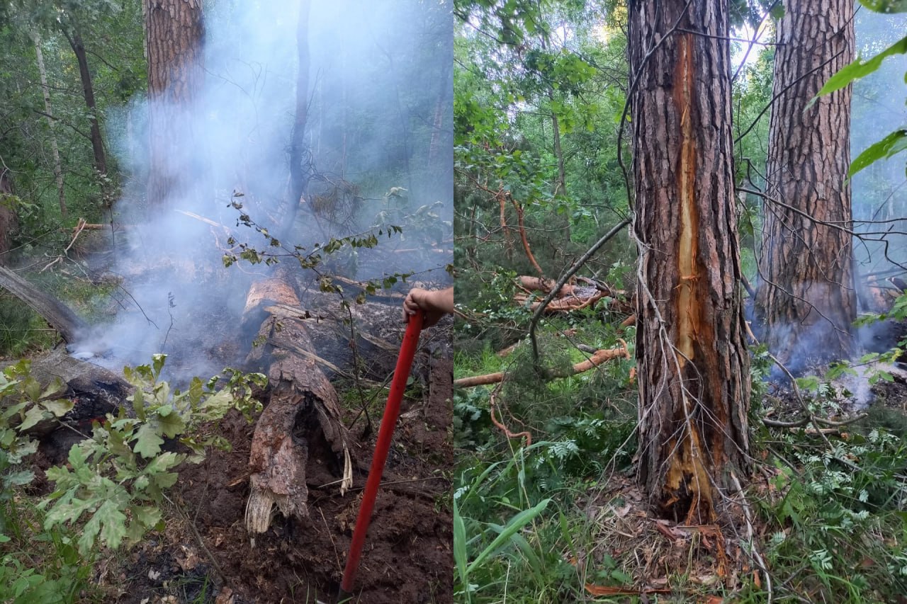 В двух районах Ульяновской области гроза спалила лес