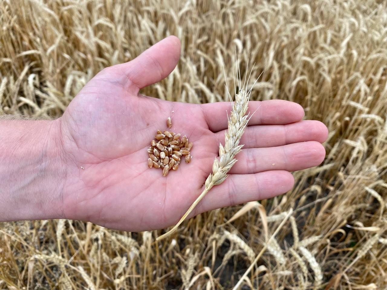 Темпы уборки зерновых в Ульяновской области опережают среднемноголетние значения
