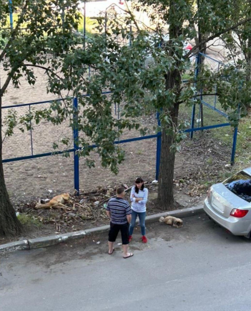 В одном из дворов Нового города умерла косуля