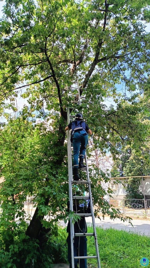 В Засвияжье спасли котенка, забравшегося на дерево