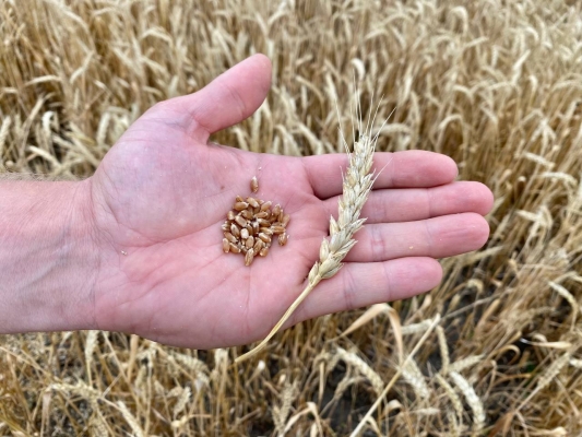 В Ульяновской области погибла часть посевов зерновых: могут ввести режим ЧС