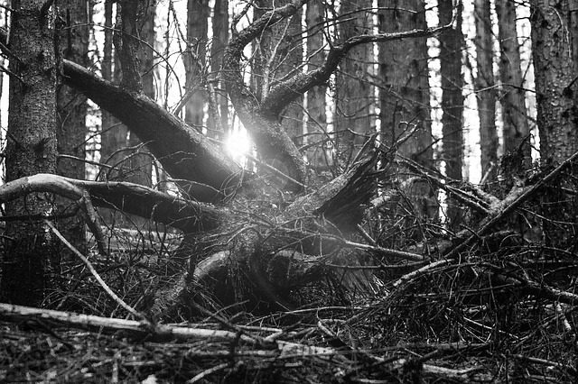 Рабочего убило деревом на лесозаготовке в Ульяновской области