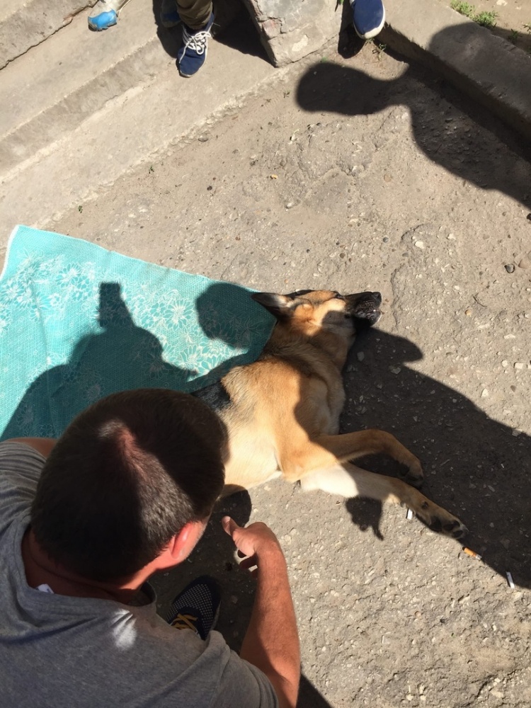 Собаку выбросили из окна 5 этажа в Димитровграде. Полиция проводит проверку