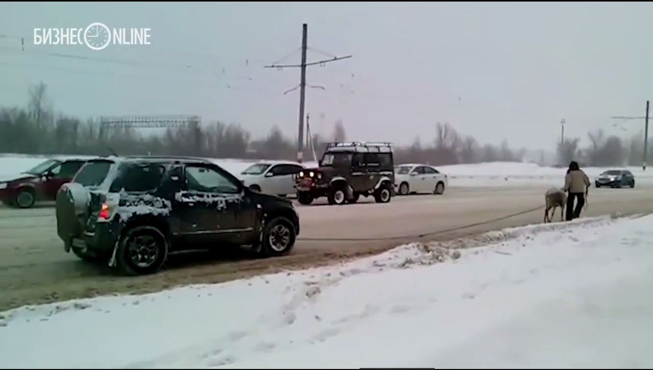 Это тундра! В Ульяновске автомобили буксируют на оленях (видео) / Новостной  портал Ульяновска / 73online.ru