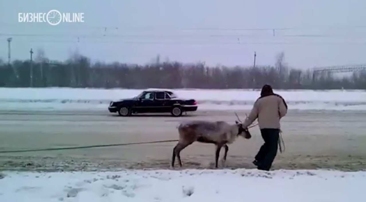 Это тундра! В Ульяновске автомобили буксируют на оленях (видео) / Новостной  портал Ульяновска / 73online.ru