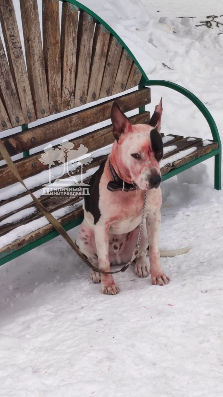 Соцсети: в Димитровграде собака искусала хозяйку, окровавленную женщину увезли в больницу